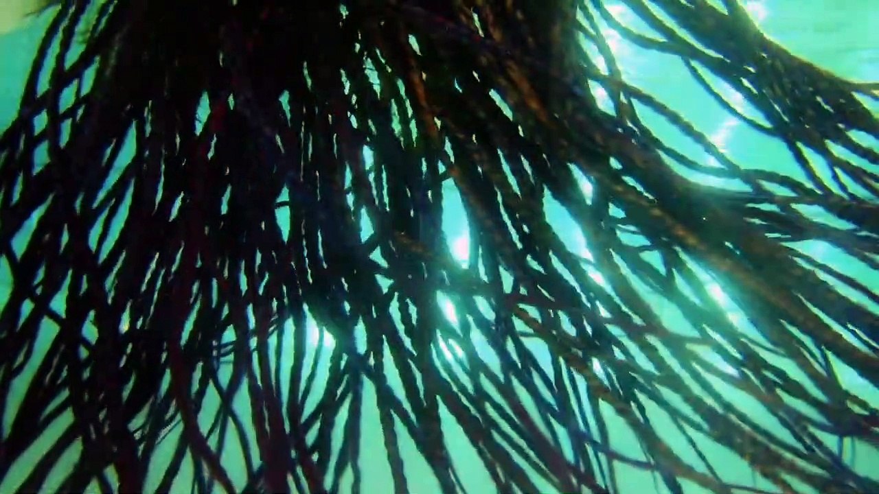 Eva-Maria Trailer DF