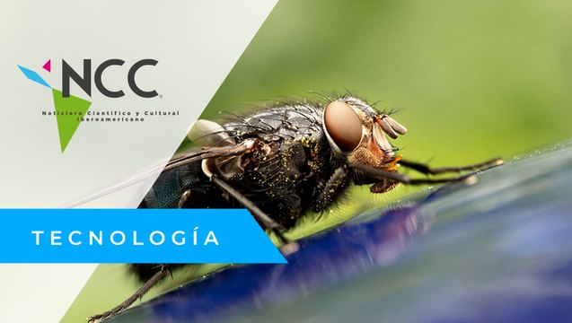 Una mosca invasora amenaza a 21 especies de aves en Galápagos