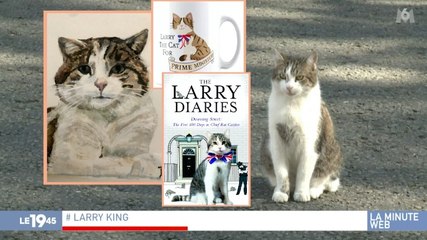 Zapping du 17/02 : Larry, le chat le plus célèbre du monde avec 450 000 abonnés sur Twitter
