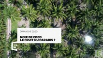 Noix de coco, le fruit du paradis - 10 09 17 - France 5