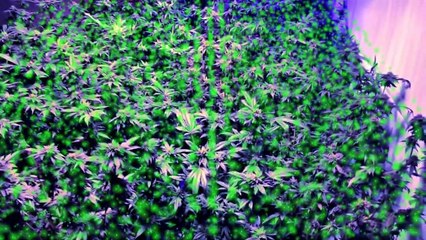 Amityville In The Hood Trailer OV