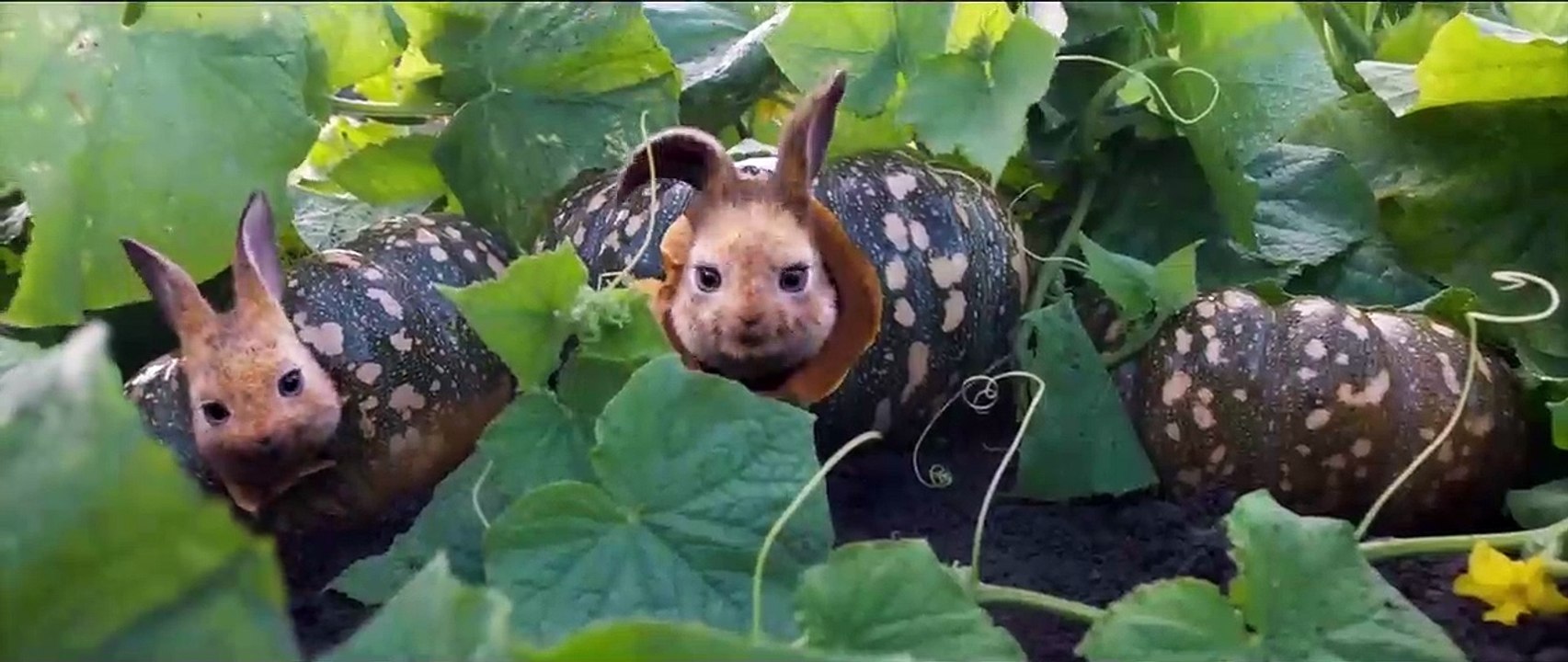 Peter Hase 2 - Ein Hase macht sich vom Acker Trailer (2) DF