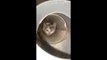 Rescuing a Kitten Stuck in a Pipeline for Two Days