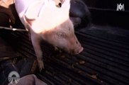 Zapping Hebdo du 19/05 : Voilà un cochon qui n'aime pas Pékin Express!