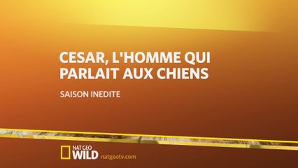 César, l'homme qui parlait aux chiens