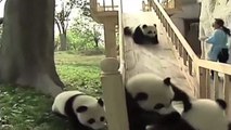 Zapping : trop mignons ces pandas fans de tobbogan!
