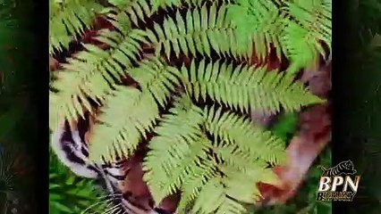 Corona Zombies 2: Barbie & Kendra Save The Tiger King Trailer OV