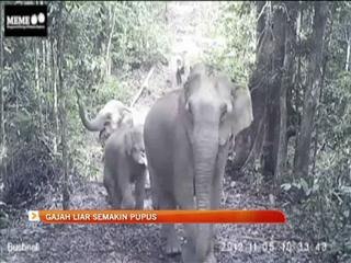 Gajah liar di Malaysia semakin pupus