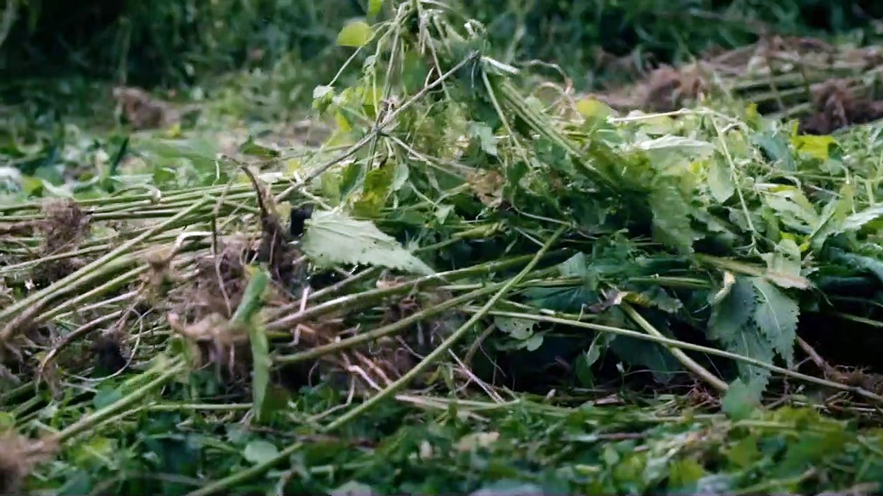 Die sieben Raben Trailer DF