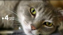 La grande récré (France 4) : Chats des villes et chats des champs B.A.