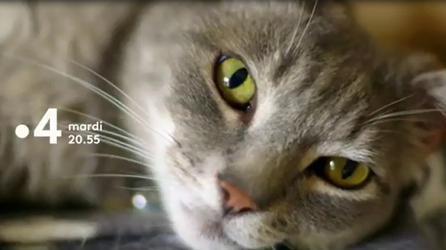 La grande récré (France 4) : Chats des villes et chats des champs B.A.