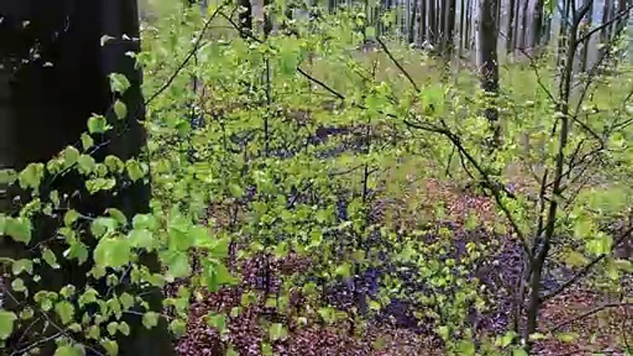 Wälder unserer Erde Trailer DF