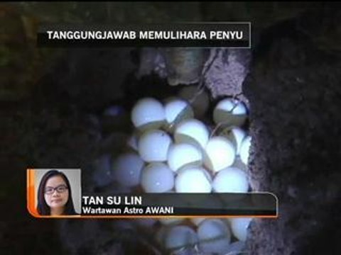 Hari Penyu Sedunia: Tanggungjawab memulihara penyu