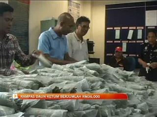 Rampas daun ketum berjumlah RM36,000