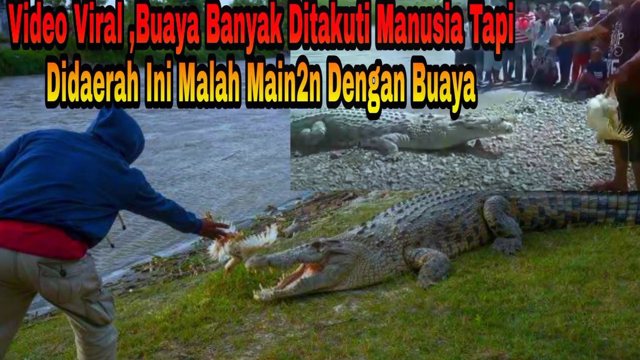 KALAU DiTempat Lain Buaya Sangat Ditakuti Nanusia Beda DiTempat Ini