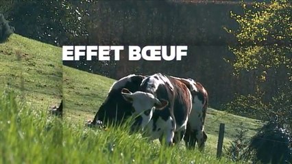 La revanche du boeuf français