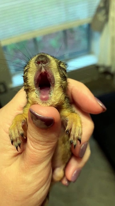 Baby Squirrel Yawn