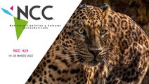 El jaguar, el felino más grande de América  429 | 14 al 20 de marzo de 2022