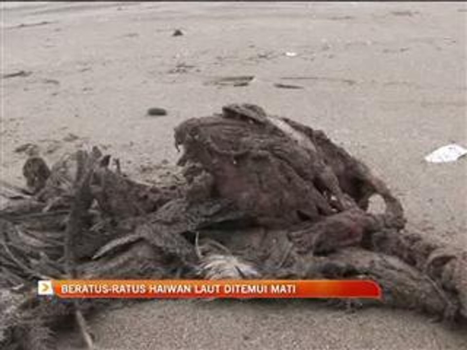 Beratus-ratus haiwan ditemui mati