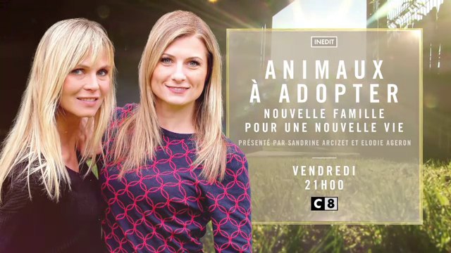 Animaux à adopter - Nouvelle famille pour une nouvelle vie- c8 - 07 09 18