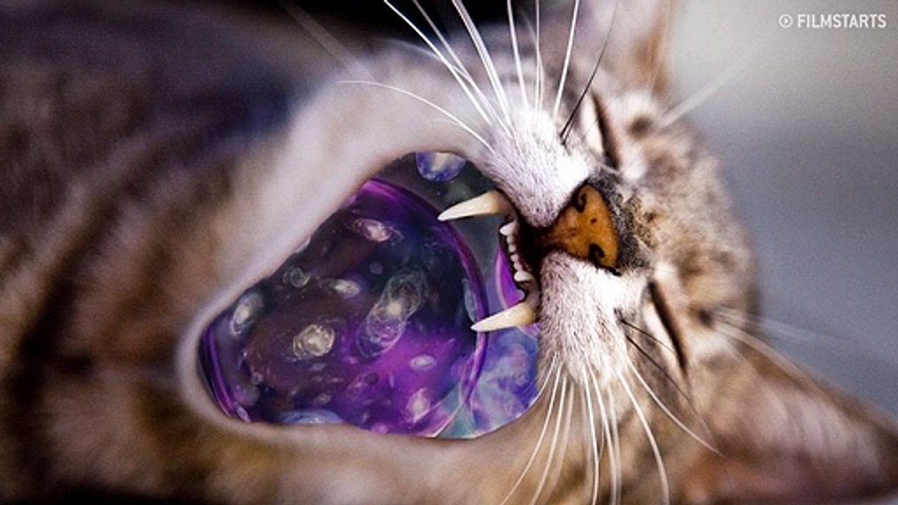 Captain Marvel: Was ist eigentlich ein Flerken? (FILMSTARTS Original)