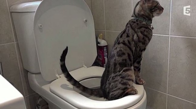 Le zapping du 03/08 : pas besoin de litière pour ce chat étonnant !