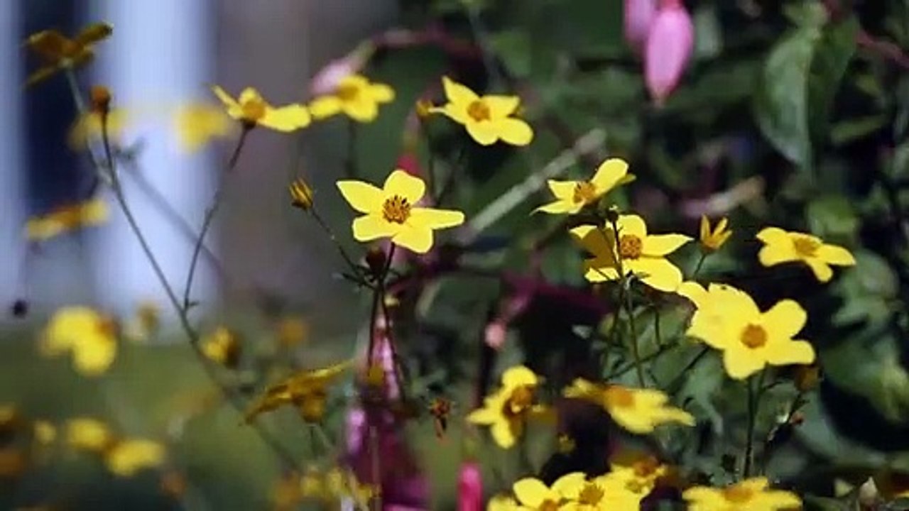 Tea With The Dames - Ein unvergesslicher Nachmittag Trailer DF