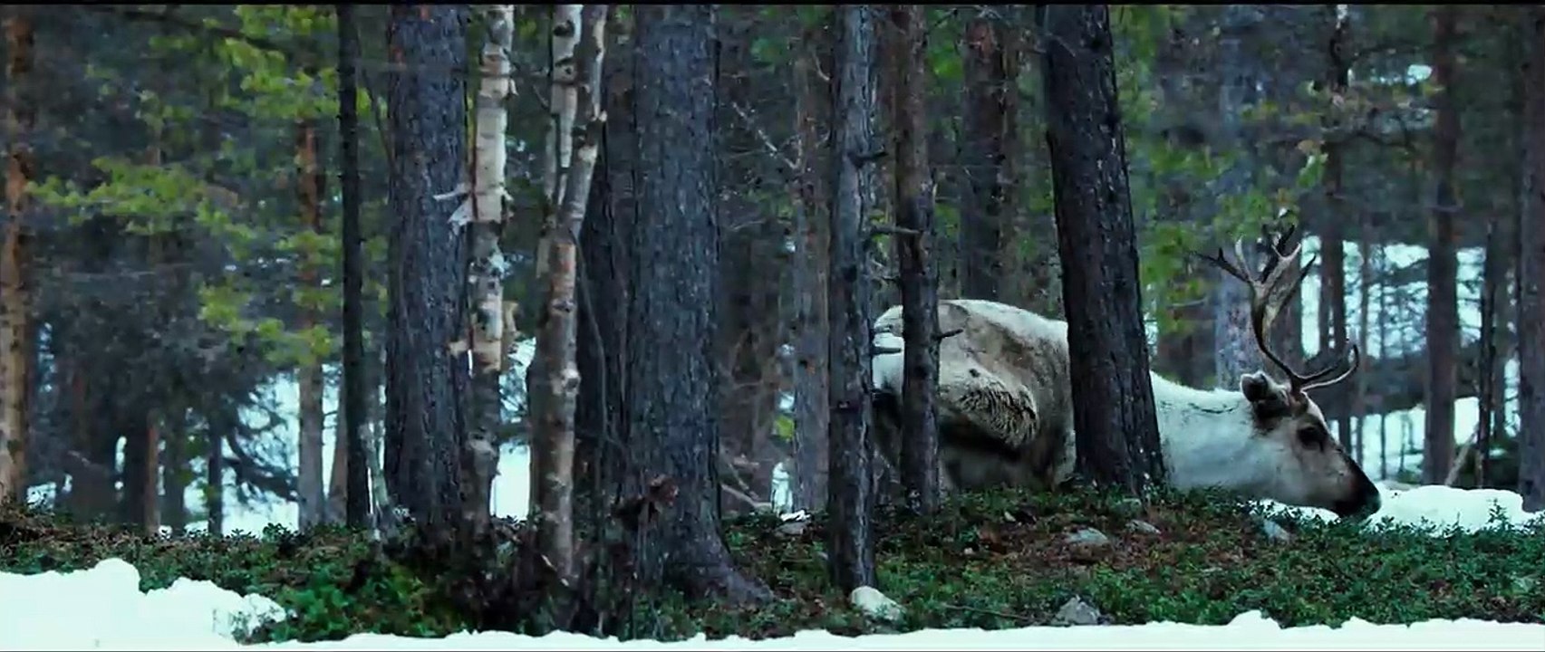 Ailos Reise Trailer DF