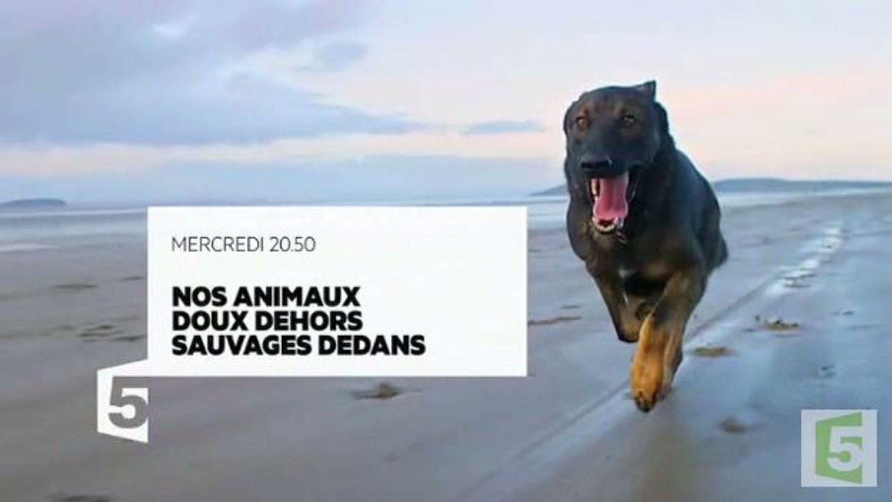 Nos animaux, doux dehors et sauvages dedans - 02 08 17 - France5 (2)