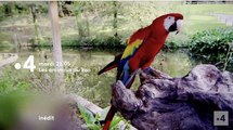 Les animaux du zoo (france 4) Passion plumes et famille fauves