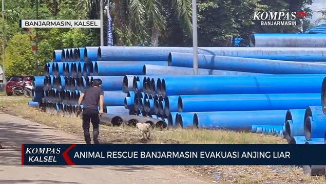 Meresahkan Warga, Kawanan Anjing Liar Jadi Target Evakuasi Tim Animal Rescue Banjarmasin