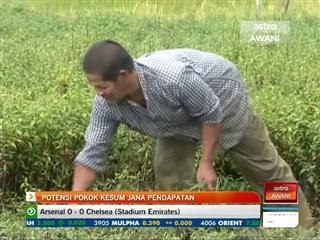 Potensi pokok kesum jana pendapatan