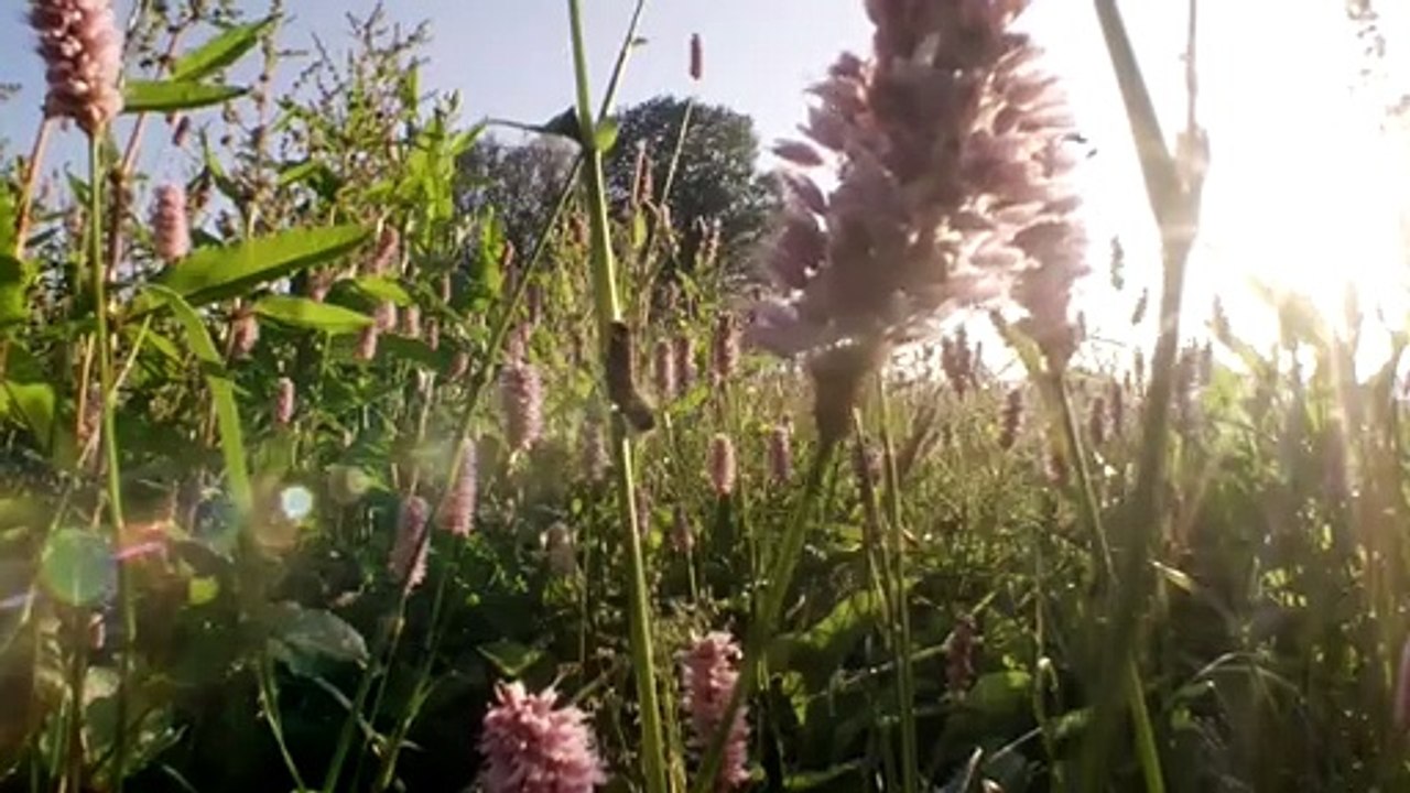 Die Wiese - Ein Paradies nebenan Trailer (3) DF