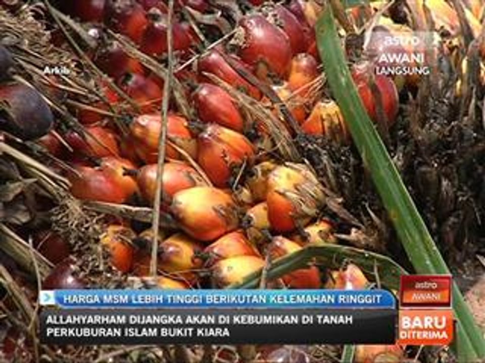 Harga MSM lebih tinggi berikutan kelemahan ringgit