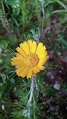 Fleur amazigh