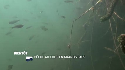 Pêche au coup en grands lacs - 16/08/16