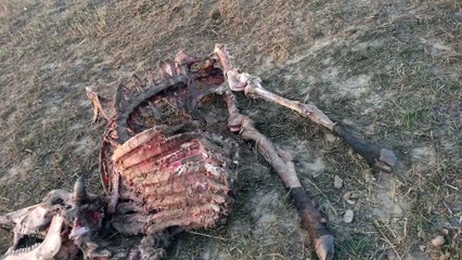 structure of died cow