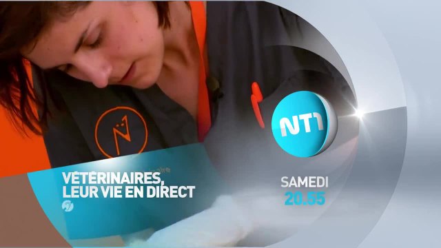 Vétérinaires, leur vie en direct - Quand Eliote le golden tente de sauver Ayme la westie - 13/08/16