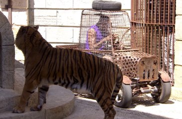 Tony Parker fait face à un tigre dans Fort Boyard (France 2)