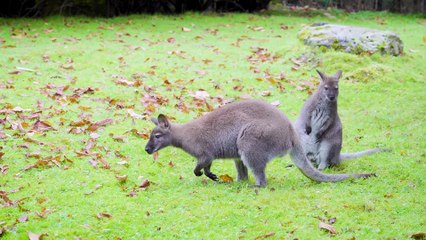 Canción del Explorador | Canciones para niños | videos educativos
