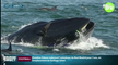 Zapping du 13/03 : Un plongeur se fait gober par une baleine !