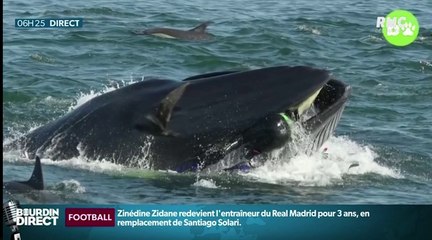 Zapping du 13/03 : Un plongeur se fait gober par une baleine !