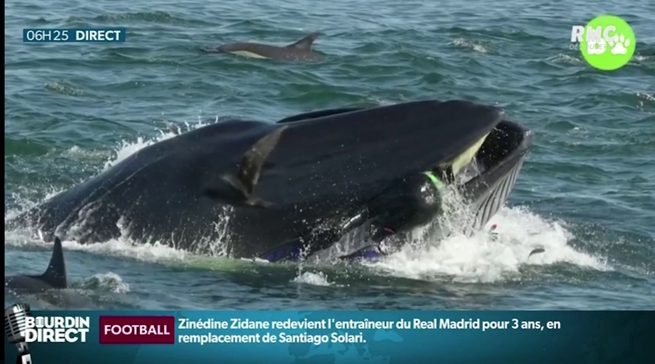 Zapping du 13/03 : Un plongeur se fait gober par une baleine !