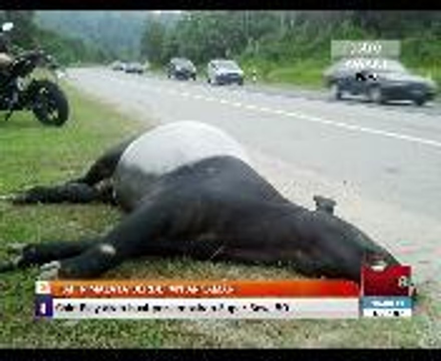 Tapir Malaya berdepan ancaman