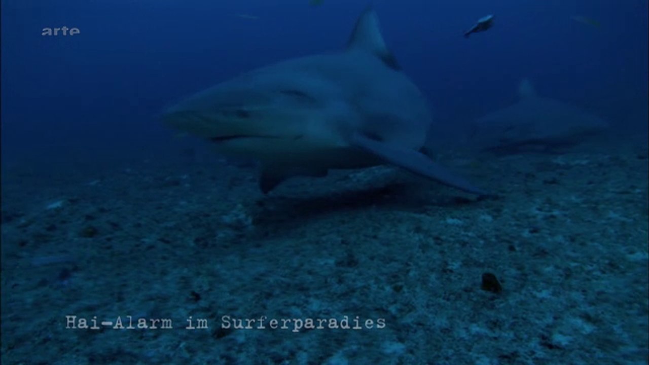 Attaques de requins à La Réunion l'enquête_arte