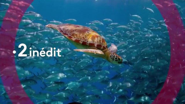 Planète bleue 2 (france 2) dans le secret des profondeurs