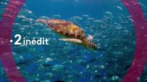 Planète bleue 2 (france 2) dans le secret des profondeurs