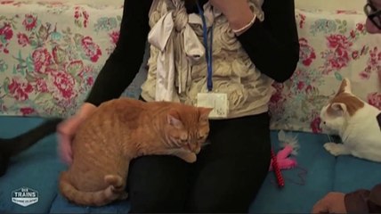 Le zapping du 29/07 : Un chat qui aime la fessée