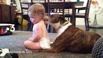 Le monde de Jamy (France 3) Ces animaux qui nous font du bien