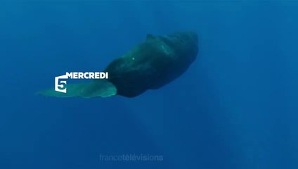 La planète des géants -  France 5 - 14 06 17